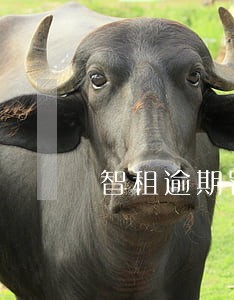 智租逾期罚款不交会怎样 智租逾期罚款不交会怎样