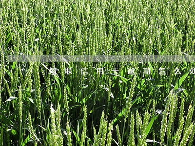 智联信用卡逾期怎么处理 智联信用卡逾期怎么处理