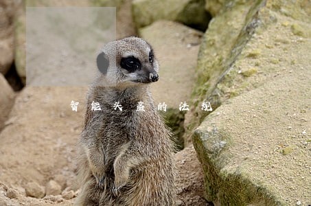 智能头盔的法规