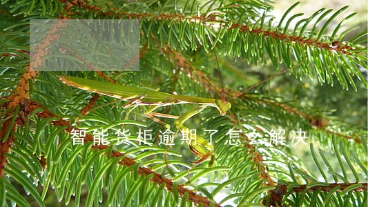 智能货柜逾期了怎么解决 智能货柜逾期了怎么解决