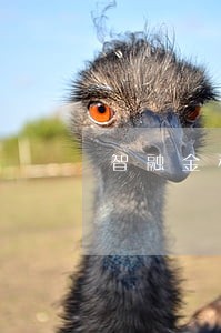 智融金科逾期 智融金科逾期