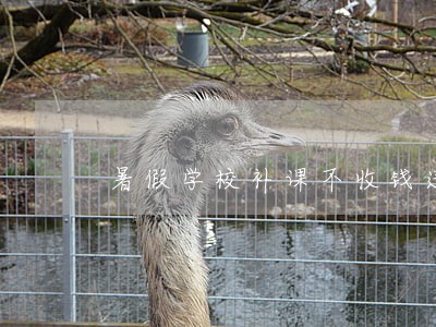暑假学校补课不收钱违法吗 暑假学校补课不收钱违法吗