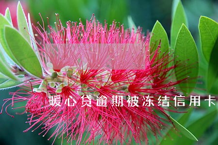 暖心贷逾期被冻结信用卡