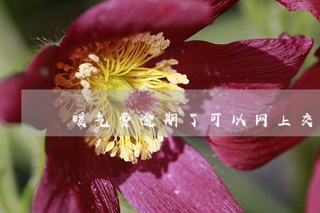 暖气费逾期了可以网上交吗 暖气费逾期了可以网上交吗