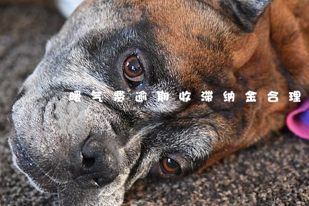 暖气费逾期收滞纳金合理吗