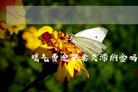 暖气费逾期要交滞纳金吗 暖气费逾期要交滞纳金吗