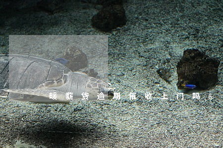 暖薪贷逾期催收上门吗6 暖薪贷逾期催收上门吗6
