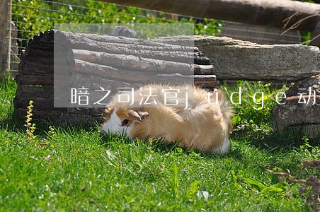 暗之司法官judge动漫 暗之司法官judge动漫