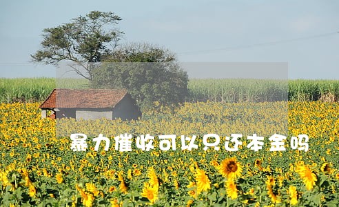 暴力催收可以只还本金吗 暴力催收可以只还本金吗
