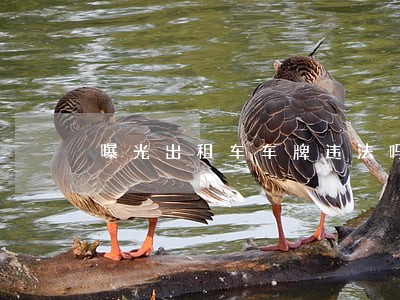 曝光出租车车牌违法吗