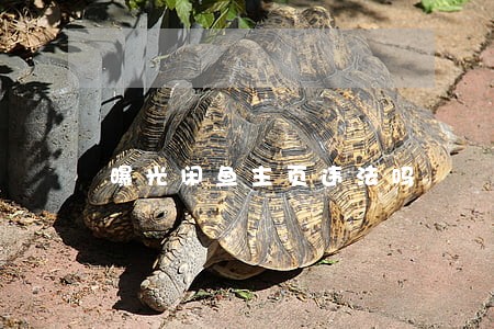 曝光闲鱼主页违法吗 曝光闲鱼主页违法吗