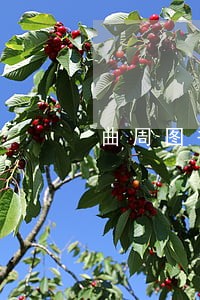 曲周图书馆借书逾期罚款方式 曲周图书馆借书逾期罚款方式