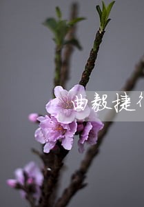 曲毅捷律师 曲毅捷律师