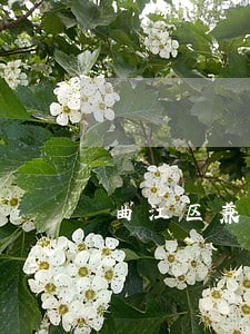 曲江区兼并收购在线律师