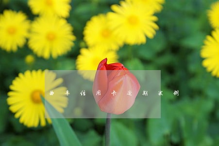 曲阜信用卡逾期案例