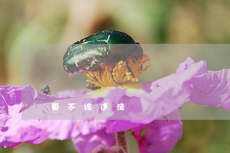 更不该违法 更不该违法