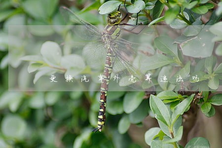 更换汽车外壳算违法吗 更换汽车外壳算违法吗