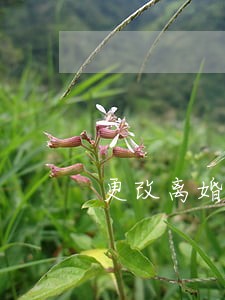 更改离婚协议怎么起草 更改离婚协议怎么起草
