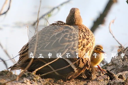更正申报不了属于逾期申报吗 更正申报不了属于逾期申报吗