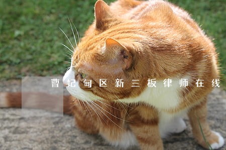 曹妃甸区新三板律师在线免费咨询 曹妃甸区新三板律师在线免费咨询