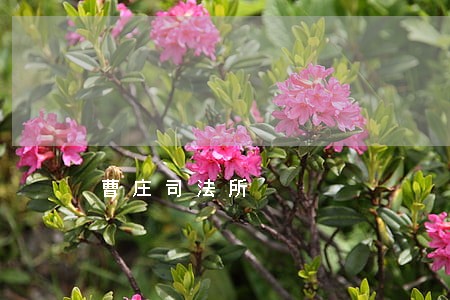 曹庄司法所