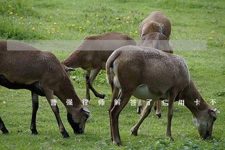 曹强律师解答了信用卡不是我的 曹强律师解答了信用卡不是我的
