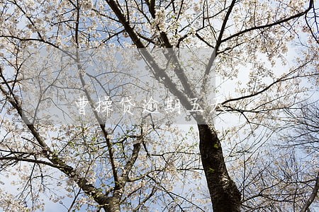 曹操贷逾期五天 曹操贷逾期五天
