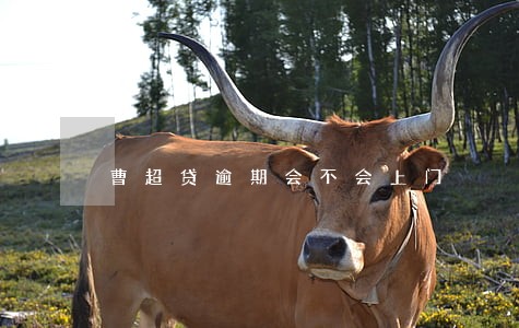 曹超贷逾期会不会上门 曹超贷逾期会不会上门