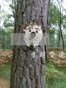 曹超贷逾期半年 曹超贷逾期半年