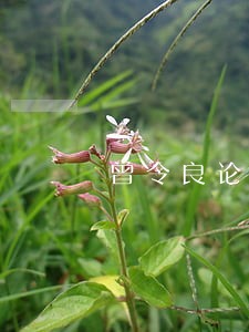 曾令良论国际法 曾令良论国际法