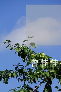 曾佳佳律师 曾佳佳律师