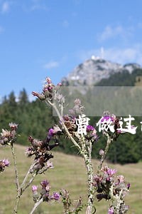 曾做过治安违法不做了 曾做过治安违法不做了