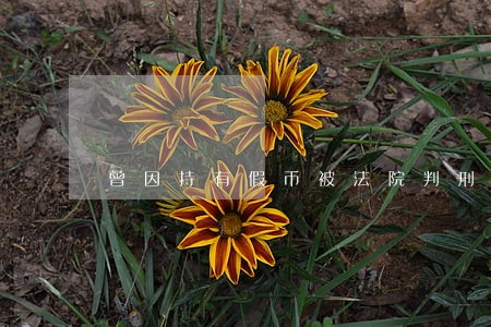 曾因持有假币被法院判刑 曾因持有假币被法院判刑