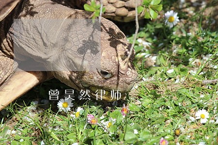 曾昊然律师 曾昊然律师