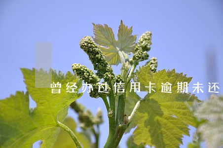 曾经办过信用卡逾期未还款