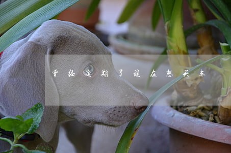 曾经逾期了现在想买车 曾经逾期了现在想买车
