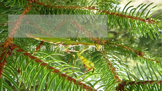 曾逊律师荣誉相册 曾逊律师荣誉相册