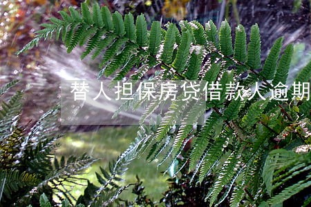 替人担保房贷借款人逾期 替人担保房贷借款人逾期
