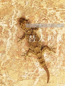 替人担保逾期征信 替人担保逾期征信