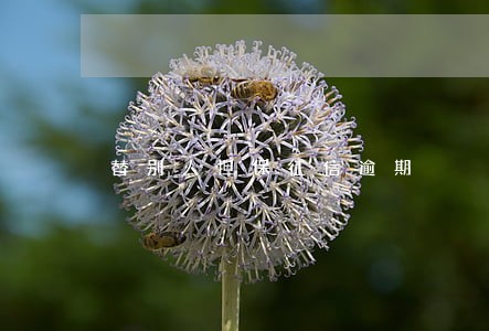 替别人担保征信逾期 替别人担保征信逾期