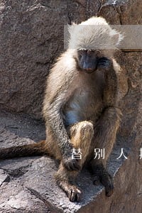 替别人担保的贷款逾期了