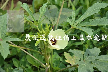最低还款征信上显示逾期