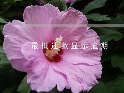最低还款显示逾期 最低还款显示逾期