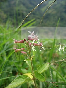 最后一期房贷逾期了 最后一期房贷逾期了