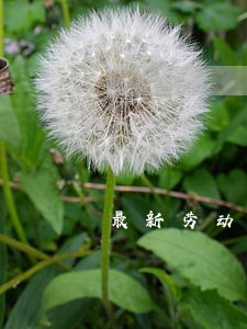 最新劳动合同法关于工龄