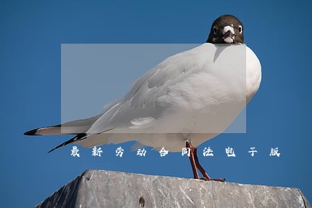 最新劳动合同法电子版 最新劳动合同法电子版