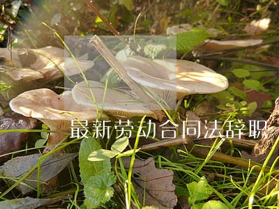 最新劳动合同法辞职 最新劳动合同法辞职