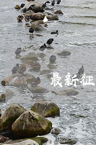 最新征信报告逾期记录