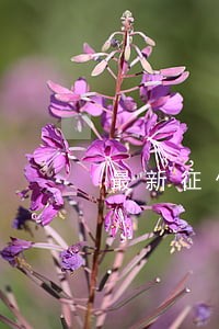 最新征信逾期后果