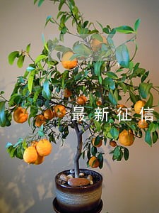 最新征信逾期记录更新